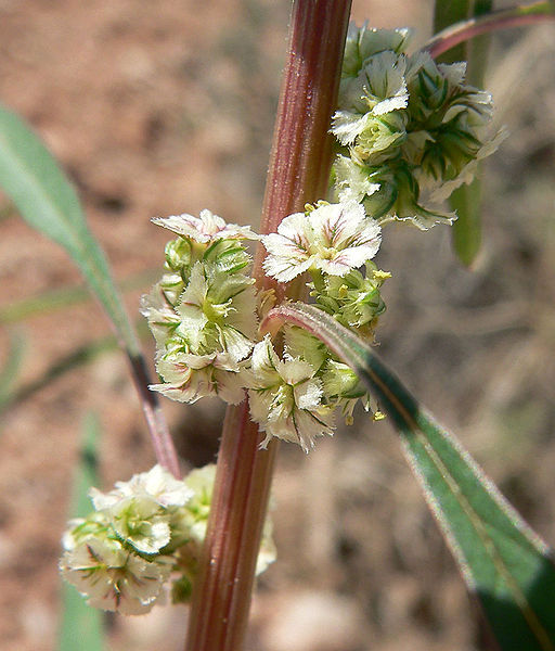 Max Licher (https://swbiodiversity.org/seinet/imagelib/imgdetails.php?imgid=18964)